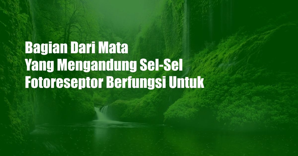 Bagian Dari Mata Yang Mengandung Sel-Sel Fotoreseptor Berfungsi Untuk