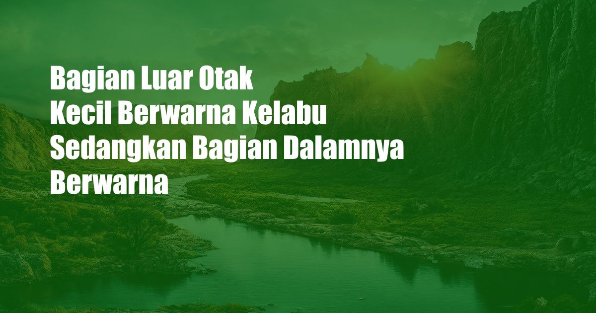 Bagian Luar Otak Kecil Berwarna Kelabu Sedangkan Bagian Dalamnya Berwarna