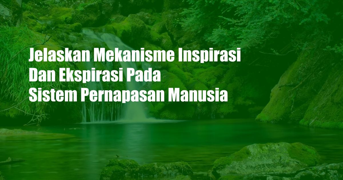 Jelaskan Mekanisme Inspirasi Dan Ekspirasi Pada Sistem Pernapasan Manusia