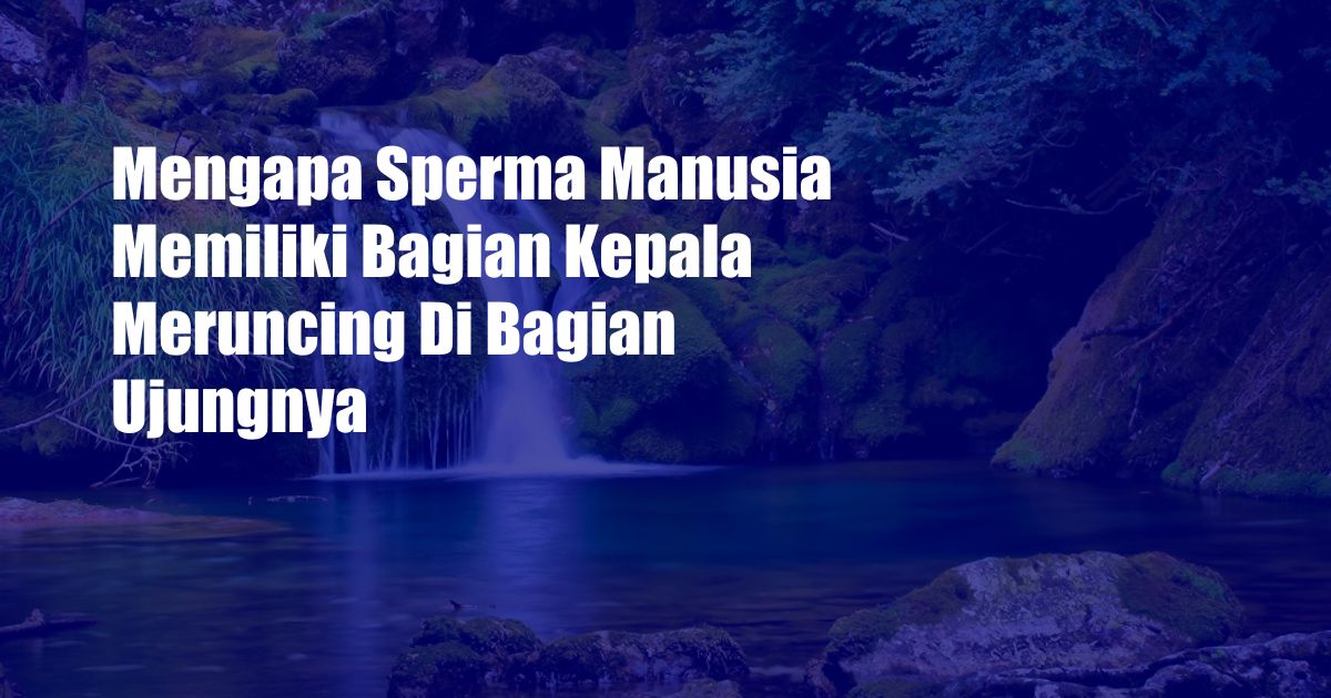 Mengapa Sperma Manusia Memiliki Bagian Kepala Meruncing Di Bagian Ujungnya