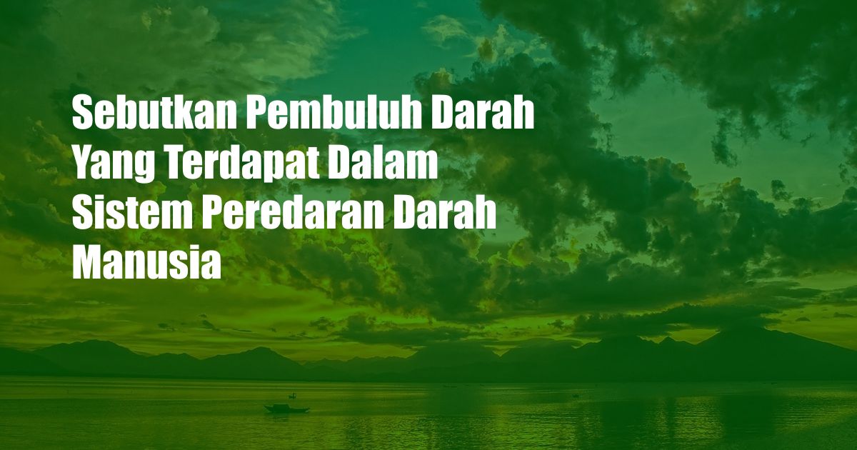 Sebutkan Pembuluh Darah Yang Terdapat Dalam Sistem Peredaran Darah Manusia