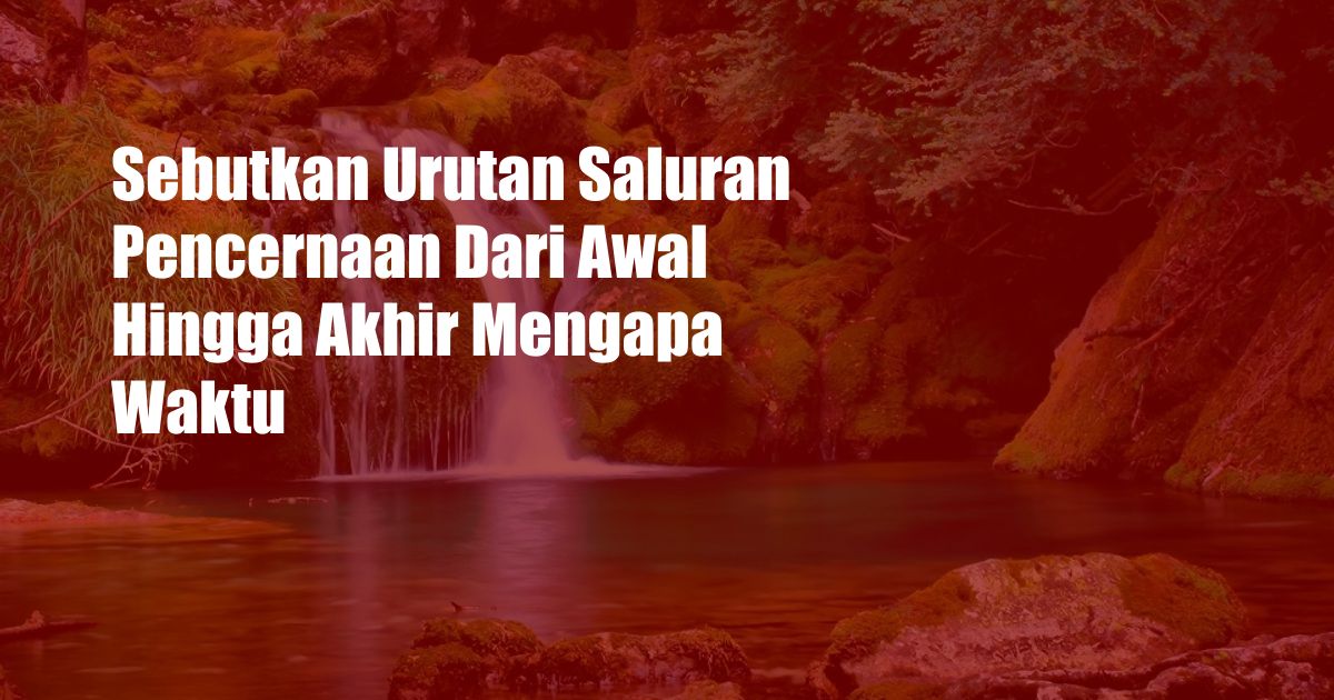 Sebutkan Urutan Saluran Pencernaan Dari Awal Hingga Akhir Mengapa Waktu