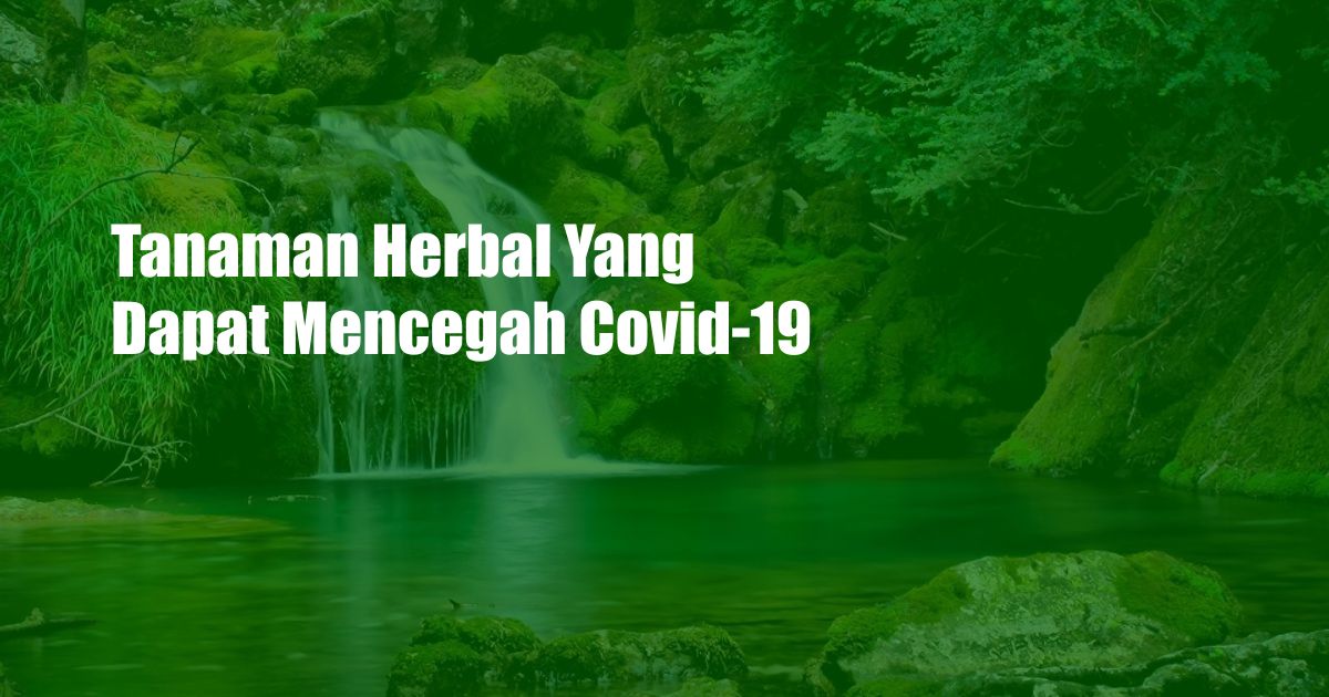 Tanaman Herbal Yang Dapat Mencegah Covid-19